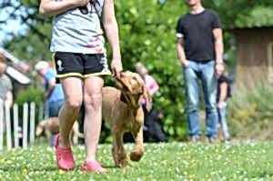 temel itaat eğitimi