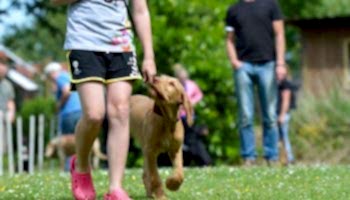 dog-school-1024x678 Temel İtaat Eğitimi