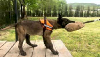 koruma-egitimi koruma-egitimi