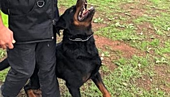 kopek ileri itaat egitimi kopek ileri itaat egitimi