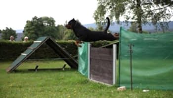 kopekli sporlar kopekli sporlar