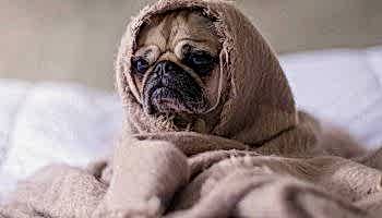 kopek davranis bozuklugu egitimi kopek davranis bozuklugu egitimi